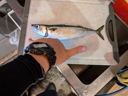 サバの釣果
