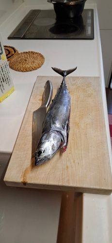 マルソウダの釣果