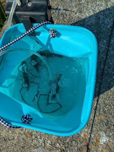 テナガエビの釣果