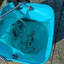 テナガエビ
