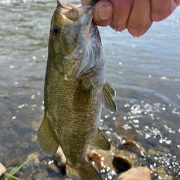 スモールマウスバス