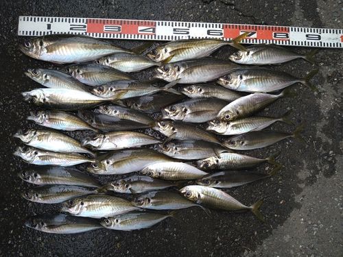 アジの釣果