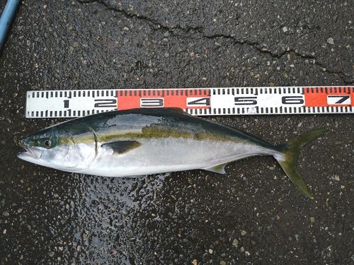 ワラサの釣果