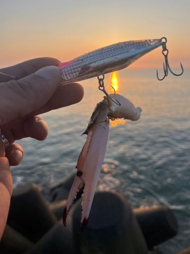 カニの釣果
