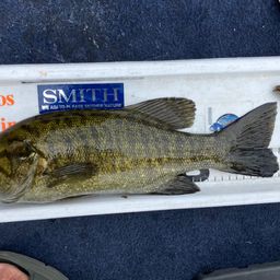 ラージマウスバス