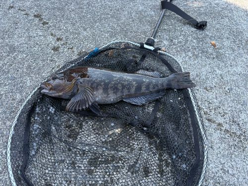 アイナメの釣果
