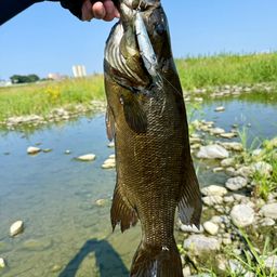 スモールマウスバス