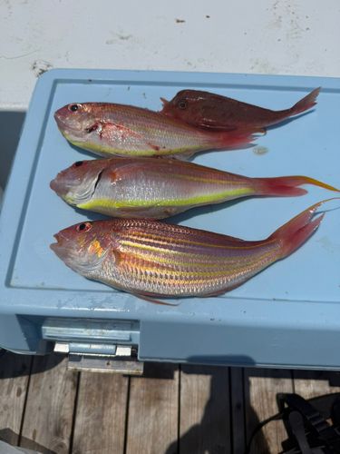 イトヨリダイの釣果