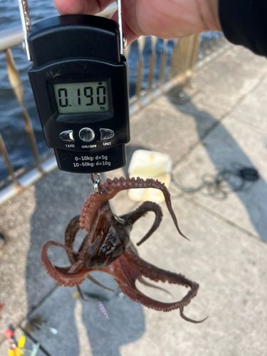 タコの釣果