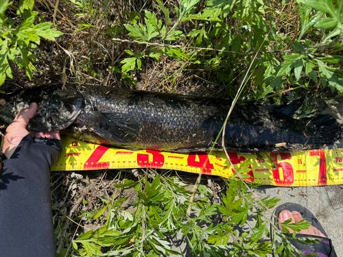 ライギョの釣果