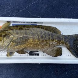 ラージマウスバス