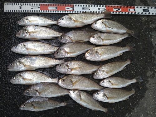 イシモチの釣果