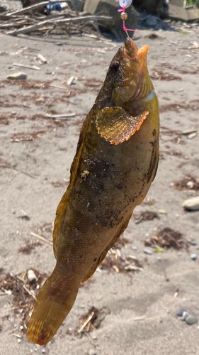 アイナメの釣果