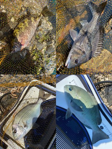 クチブトグレの釣果