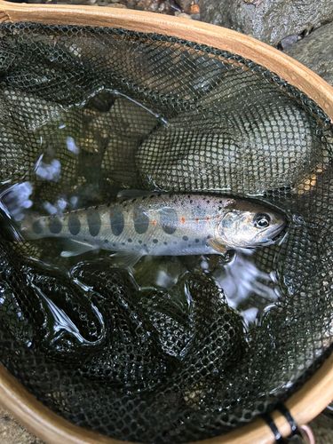 アマゴの釣果