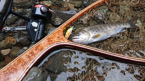 ヤマメの釣果