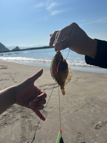 カレイの釣果
