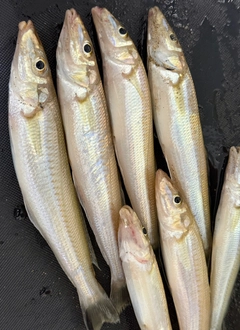 キスの釣果