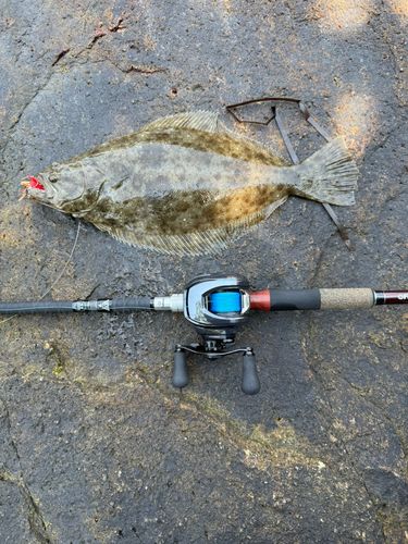 ヒラメの釣果