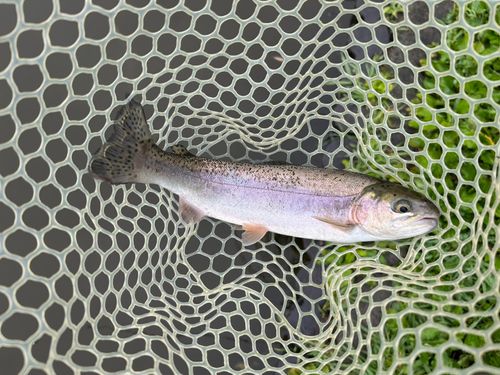 ニジマスの釣果
