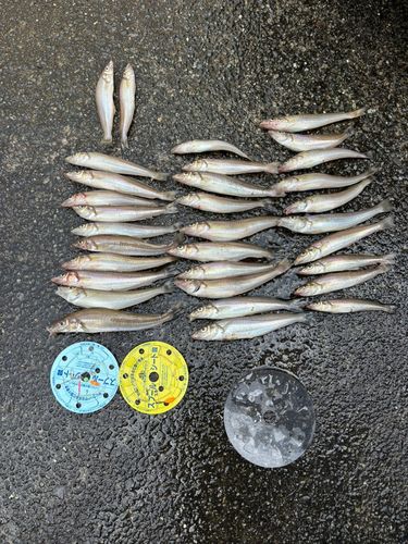 シロギスの釣果