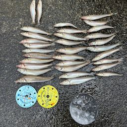 シロギス