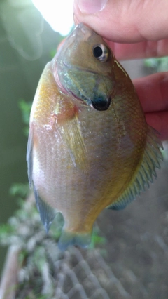 ブルーギルの釣果