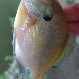 ブルーギル
