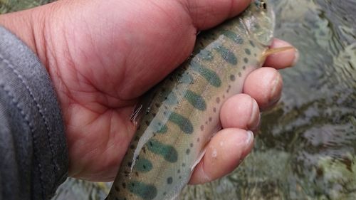 ヤマメの釣果