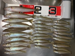 キスの釣果