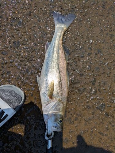 セイゴ（マルスズキ）の釣果