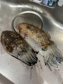 コウイカの釣果