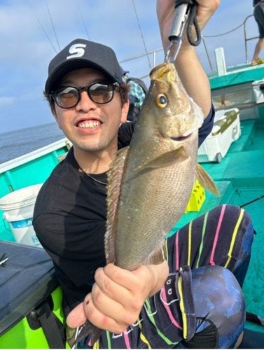 イサキの釣果
