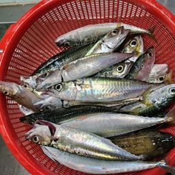 サバ