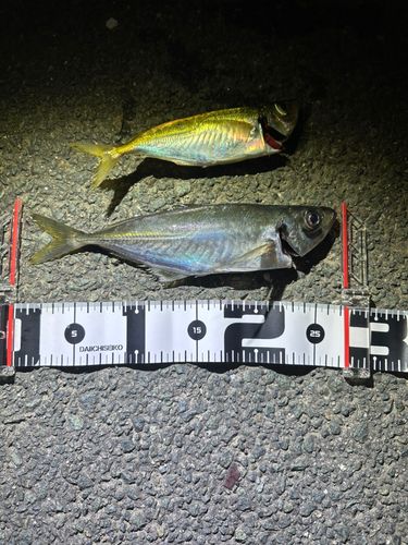 マアジの釣果