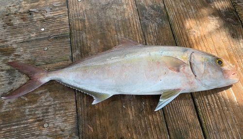 カンパチの釣果