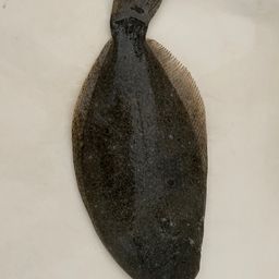 ヒラメ