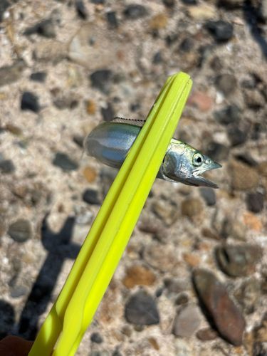サバの釣果