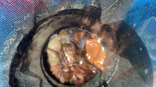 マダコの釣果