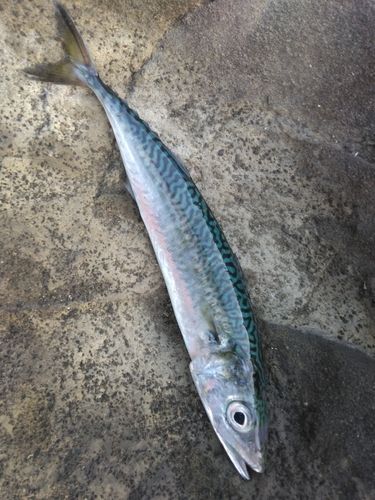 ゴマサバの釣果