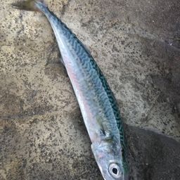 ゴマサバ
