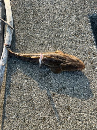 マゴチの釣果