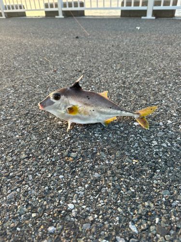ギマの釣果