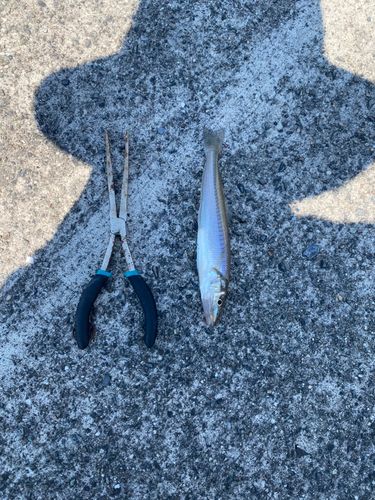 シロギスの釣果