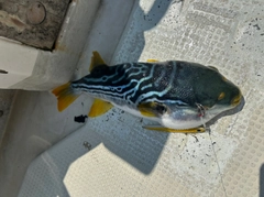 シマフグの釣果