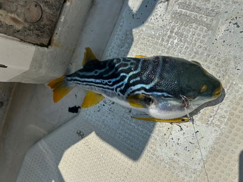 シマフグの釣果