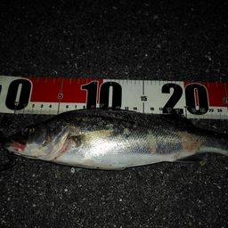 セイゴ（マルスズキ）