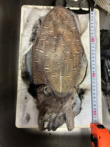 モンゴウイカの釣果