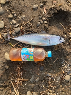 マルソウダの釣果