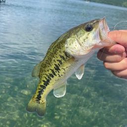 ラージマウスバス